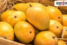 Mangoes, orchardists, in distress, growth, 15 per cent, mango, damage,