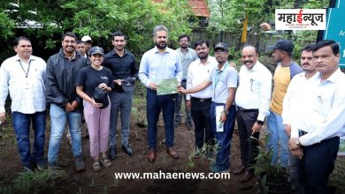 Plantation of Manvel bamboo on behalf of Municipal Corporation on Spine Road in Chikhali
