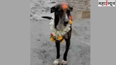 Ashadhi, Yatra, Dog, Owner, State, Border, Crossing, Villagers, Procession,