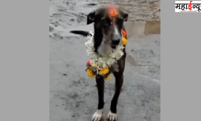 Ashadhi, Yatra, Dog, Owner, State, Border, Crossing, Villagers, Procession,