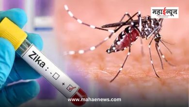 Zika cases in state rise to 80; Maximum 66 patients in Pune