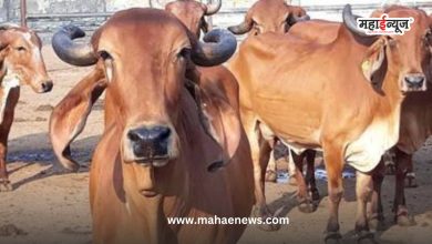 Declared indigenous cows as 'Rajmata-Gomata'; Decision of the State Cabinet