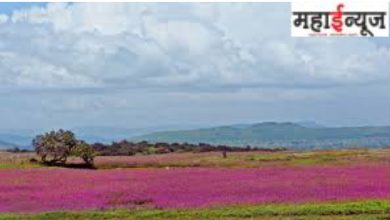 Kaas, Plateau, Numerous, Kinds, Forests, Flowers, male, handsome, student,