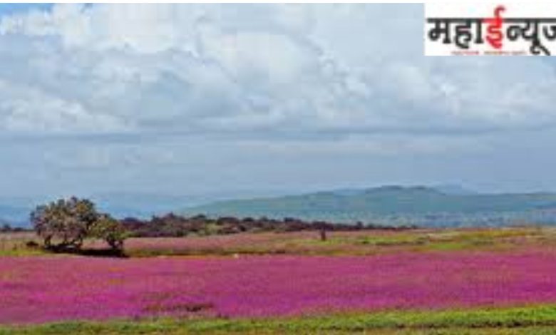 Kaas, Plateau, Numerous, Kinds, Forests, Flowers, male, handsome, student,