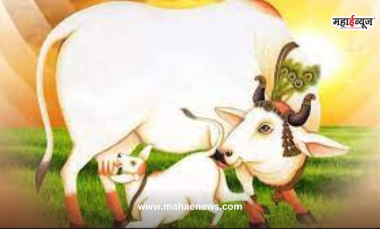 Why do Vasubaras celebrate festivals?