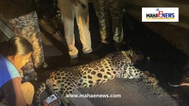 Leopard killed in accident near Pimpaloli bogadya on Pune-Mumbai expressway