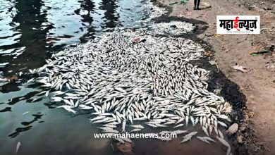 Warna River Kolhapur Contaminated water in Warna river basin in Kolhapur; Thousands of dead fish, two crocodiles die