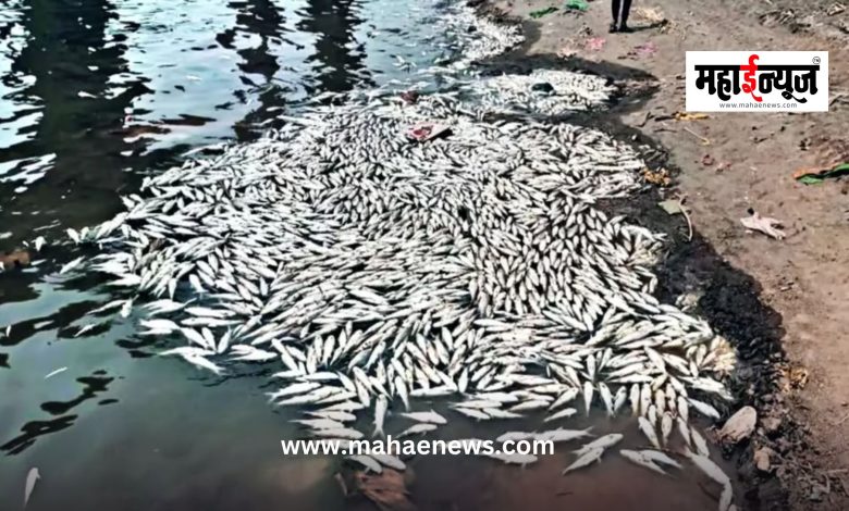 Warna River Kolhapur Contaminated water in Warna river basin in Kolhapur; Thousands of dead fish, two crocodiles die