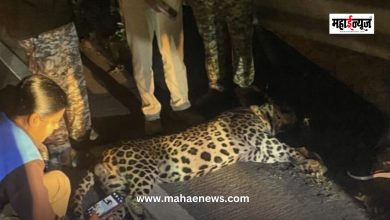 Leopard dies in accident near Pimpaloli tunnel on Pune-Mumbai Expressway