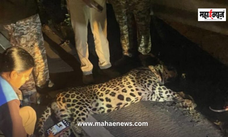 Leopard dies in accident near Pimpaloli tunnel on Pune-Mumbai Expressway