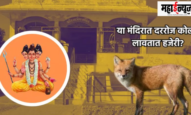 Rajasthan, Kala, Dongar, Datta Maharaj Temple, Dattaguru, Mahima, Temple, Fox, Attendance,