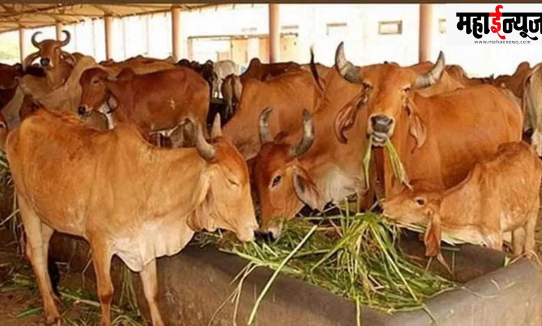 Pakistan, government, cow dung, green, project, cow dung, utilities, fuel,