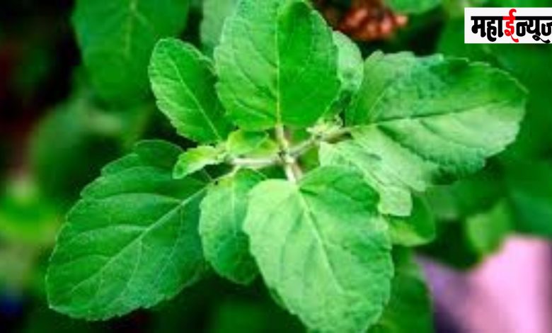 Basil, Water, Health, Benefits, Antioxidants, Vitamin C, Calcium, Iron, Minerals