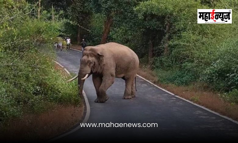 Death of elephants: A call to halt the pace of human progress!