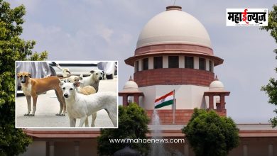 Supreme Court orders release of stray dogs from shelters