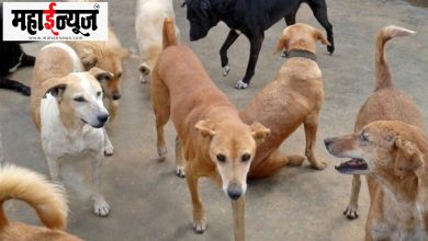 Supreme Court, stray, dog, decision, change,