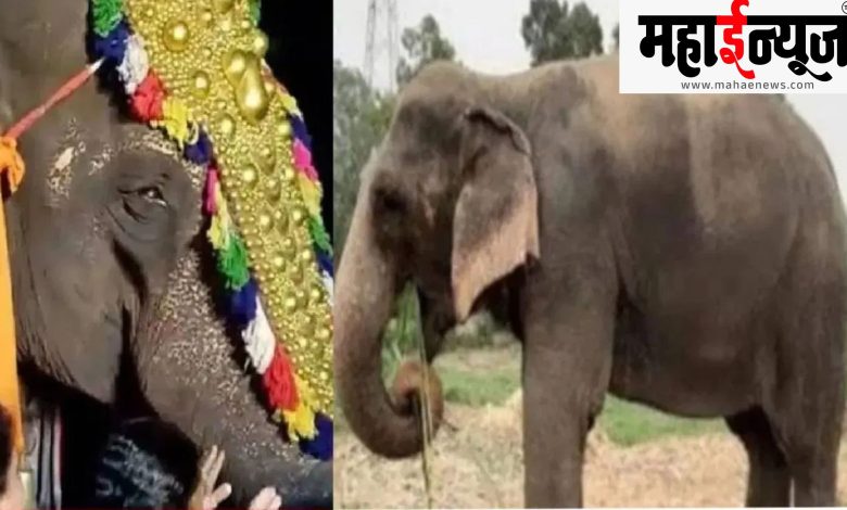 Kolhapurkars, fight, success, Madhuri, elephant, Nandani, monastery, will return,