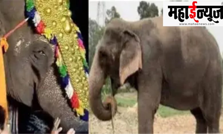Madhuri, elephant, open, breath,