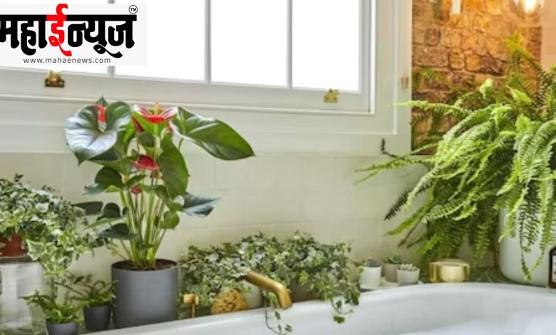 Room, trees, health, benefit,