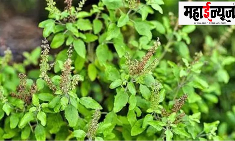 Tulsi, plant, vegetation, worshipped, medicinal, treasure,