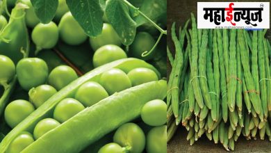 Heavy rain, yield, result, pea, shevga, mahagala,