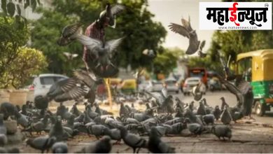 Pigeon, grain, merchant, court, bump,