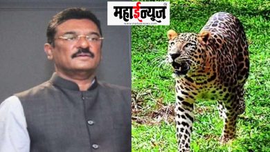 Leopard, adoption, scheme, need, Pratap Sarnaik