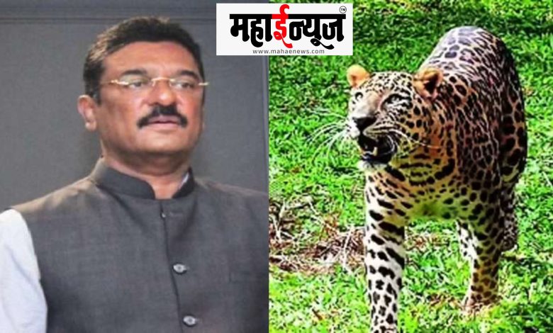 Leopard, adoption, scheme, need, Pratap Sarnaik