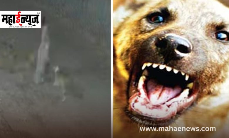 Woman dies in stray dog ​​attack.