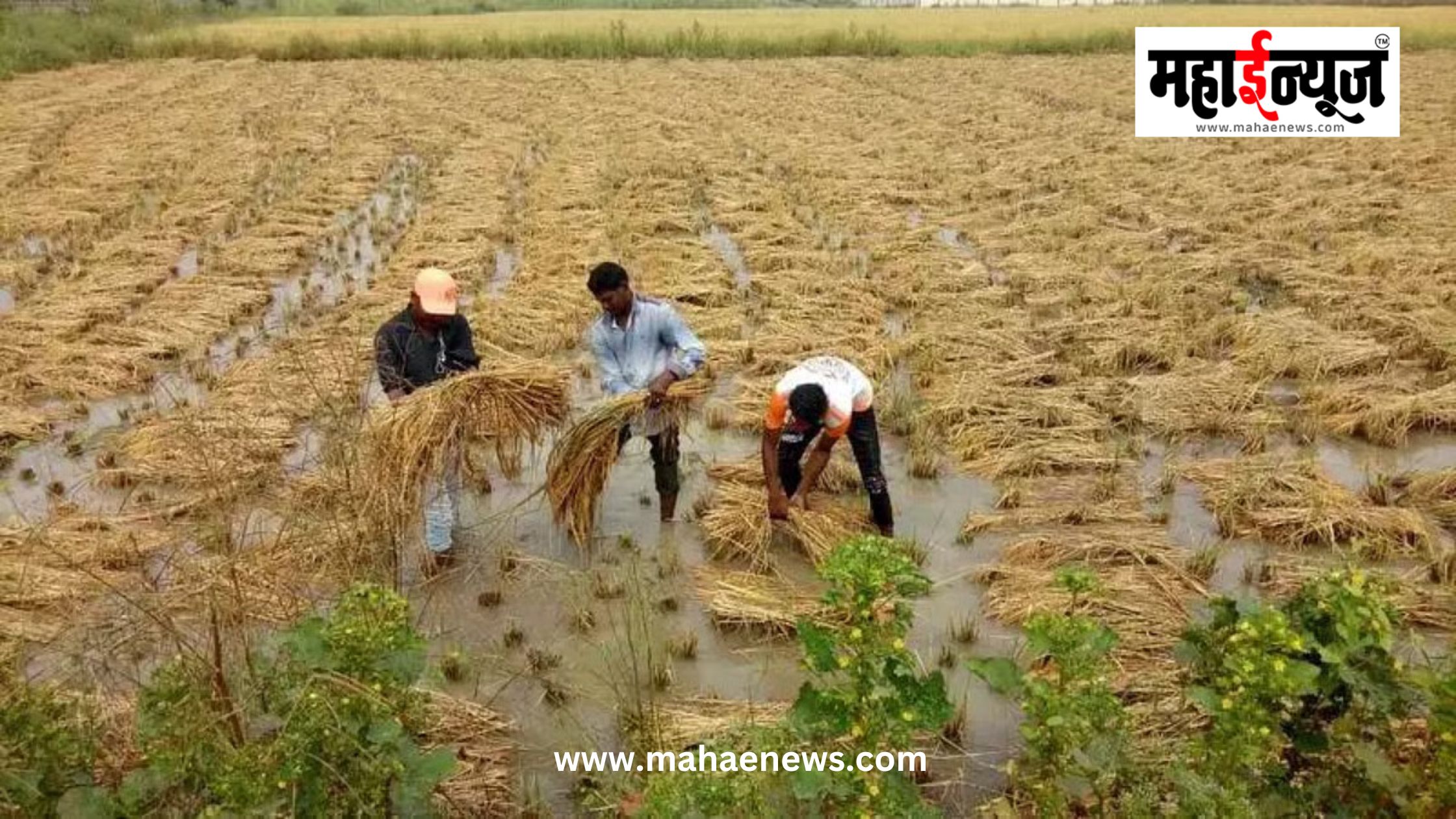 उन्हाळी पावसामुळे राज्यात ५१ हजार हेक्टरवर नुकसान..जाणून घ्या सर्वाधिक नुकसान कोणत्या जिल्ह्यात?