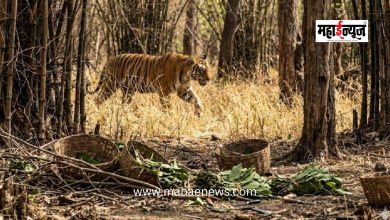 Fatal Tiger Attack on Women Gathering Tendu Leaves in Chandrapur; 4 Women Killed on the Spot.