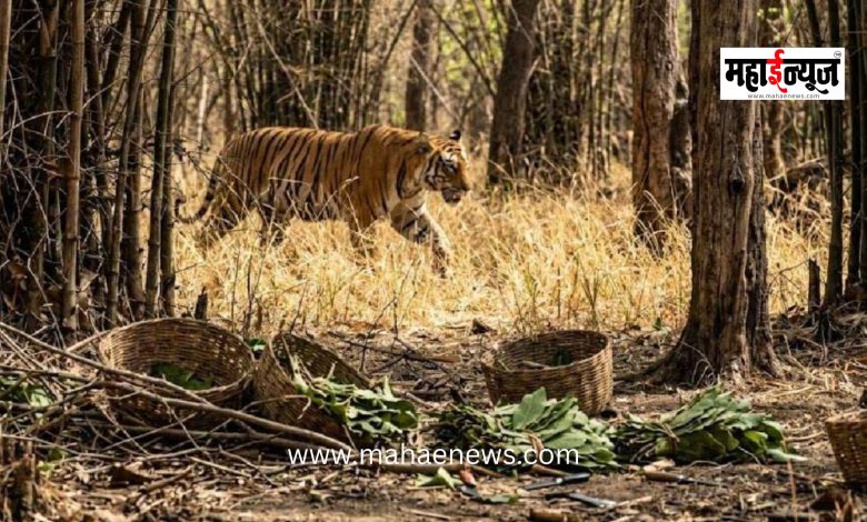 Fatal Tiger Attack on Women Gathering Tendu Leaves in Chandrapur; 4 Women Killed on the Spot.