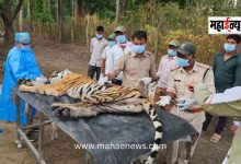 Tigers at Risk from Dogs! Five Tigers Die Simultaneously in Kanha Tiger Reserve