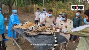 Tigers at Risk from Dogs! Five Tigers Die Simultaneously in Kanha Tiger Reserve