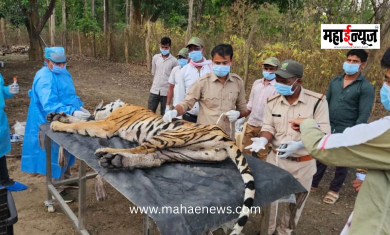 Tigers at Risk from Dogs! Five Tigers Die Simultaneously in Kanha Tiger Reserve