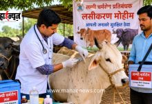 Goatpox vaccination campaign accelerates in the state