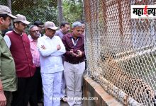 गोरेवाडा आंतरराष्ट्रीय प्राणी उद्यानाच्या विकासाला गती; आफ्रिकन सफारीच्या कामांचा मुख्यमंत्री फडणवीस यांचेकडून आढावा गोरेवाडा आंतरराष्ट्रीय प्राणी उद्यानाच्या विकासाला गती; आफ्रिकन सफारीच्या कामांचा मुख्यमंत्री फडणवीस यांचेकडून आढावा