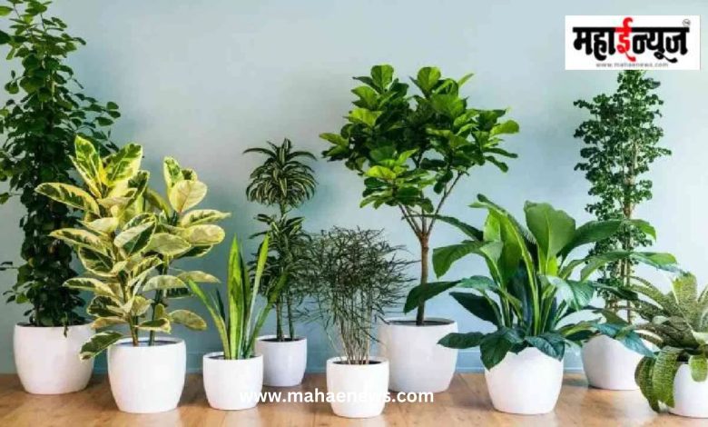 मुलांच्या आरोग्यासाठी घरात ठेवा ही 5 झाडे; हवा शुद्ध ठेवण्यासह घरातील वातावरणही राहील प्रसन्न मुलांच्या आरोग्यासाठी घरात ठेवा ही 5 झाडे; हवा शुद्ध ठेवण्यासह घरातील वातावरणही राहील प्रसन्न